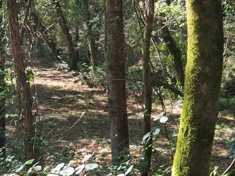 Terreno